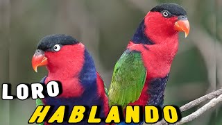 El LORO mas BONITO HABLANDO Lory Tricolor Divertido e Imitando Sonidos [upl. by Aissak]