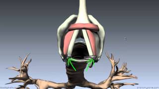 Larynx  Ligaments Membranes Vocal Cords  3D Anatomy Tutorial [upl. by Ingvar]