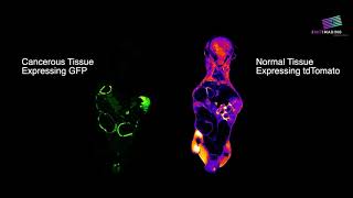 Colorectal Cancer Model Imaging the Rainbow Mouse with Xerra [upl. by Zehc]