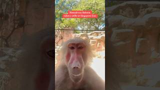 Hamadryas Baboon  Singapore Zoo Singapore [upl. by Kattie]