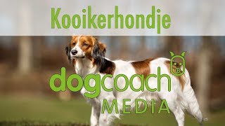 Hunderasse Lexikon  Kooikerhondje [upl. by Web48]