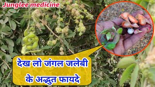 जंगल जलेबी पेट की बिमारी की सबसे बड़ी औषधि है Pithecellobium dulce [upl. by Joo554]