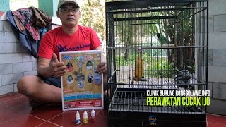 Klinik Burung Ronggolawe  Perawatan Cucak Ijo [upl. by Lorine]