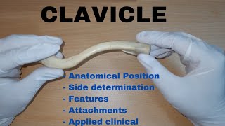 Clavicle Bone Demonstration  Anatomical Position  Attachments  Applied [upl. by Tyne634]