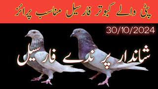 Patti wale kabutar for sale  Nadeem pigeon TV  WhatsApp 03006922452 [upl. by Pitt]