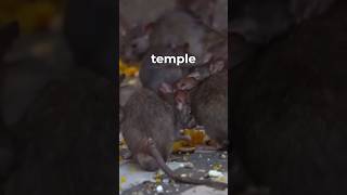 Inside India’s Rat Temple 🐀 [upl. by Aticilef571]