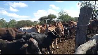 cattle farming in Botswana [upl. by Schou]