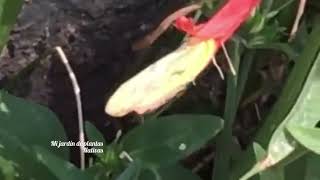 Mariposa limoncito Teriocolias deva en flor de canario rojo Dicliptera tweediana [upl. by Anele]