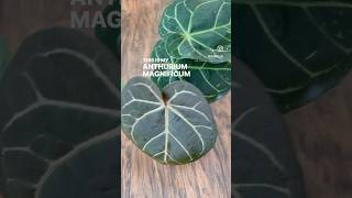 My Anthurium Growth Updates plants growth houseplants [upl. by Christopher250]