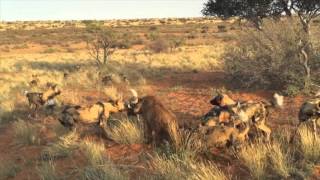 Wild dogs vs Warthog Not for sensitive viewers [upl. by Nadine]