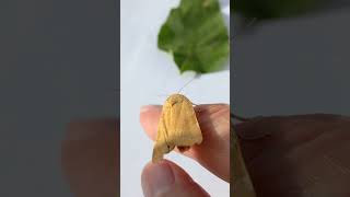 Night Moth Noctuidae is My Friend amp Crawling on My Fingers Insects in Ukraine [upl. by Ajssatsan]