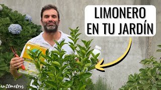 CÓMO CULTIVAR UN LIMONERO EN TU JARDÍN dará fruta cómo podar cómo regar  en20metros [upl. by Jaqitsch]