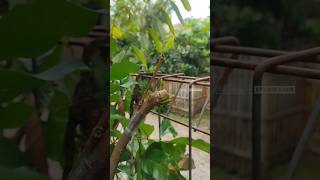 Top Working Jambu ‼️ topworking okulasi grafting sambungsisip shortvideo ytshort tutorial [upl. by Omero724]