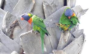 Lorikeets hunt in palm tree 4K [upl. by Nomi]