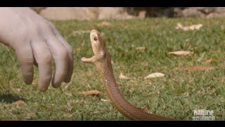 Why Australian snakes are so venomous [upl. by Aicak]