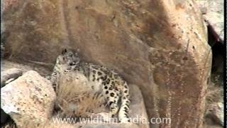 Rare Snow Leopard footage [upl. by Utica]