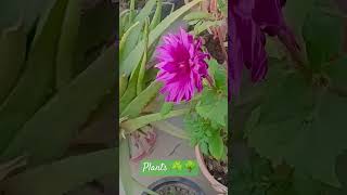 I LOVE PLANTS DO U GUYS GOT PLANTS gardening plants gardeningideas diygardening [upl. by Yetta803]