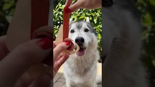 Creo le CARAMELLE ALLUNGABILI di COCOMERO 🍉🍬😋 ricetta food cibo cane dog [upl. by Karlise]