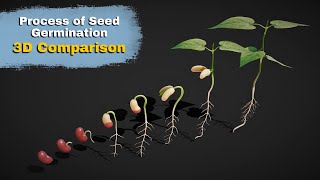 The Journey of Seed Germination 3D Comparison [upl. by Llerdna188]