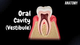 Oral Vestibule Lips Cheeks Teeth Gums  Oral Cavity Anatomy [upl. by Ysset]