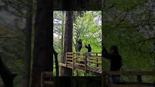 Killiecrankie Zip Line Adventure [upl. by Harmonie]