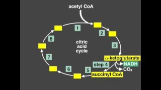 Citric Acid Cycle Explanation Krebs cycle [upl. by Jarietta]