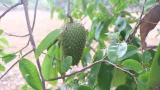 ANTRACNOSIS EN FRUTALES  GUANABANA [upl. by Seaddon]