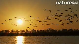 Flock of Greater flamingos flying over lagoon at dawn with sun behind Donana National Park Spain [upl. by Savannah]