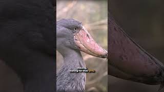 Shoebill Stork The Giant Bird [upl. by Inilahs92]