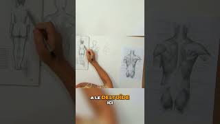 Maîtrisez le deltoïde  Techniques de dessin anatomique [upl. by Niwre]