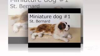 Mini St Bernard Dog breed [upl. by Gimpel599]