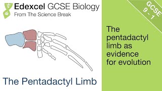 Edexcel GCSE Science and Biology  The Pentadactly Limb [upl. by Suoilenroc]