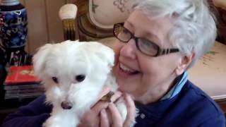 Christmas Carol Being Sung to Max the Maltese [upl. by Samau]