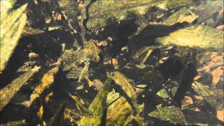 Cryptocoryne pygmaea in Palawan Island DIscoveryPlanet [upl. by Engel597]