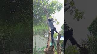 Sabarinathan tree cutter pattukkottai [upl. by Klemm145]