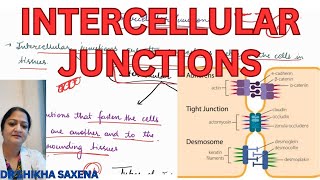 Intercellular connections Tight junction zonula adherens desmosome hemidesmosomes [upl. by Valma411]