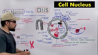 Protein transport from ER to golgi to lysosome [upl. by Jada]