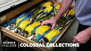 Why Over 600000 Bird Specimens Are Preserved At The Smithsonian  Colossal Collections [upl. by Gnuoy]