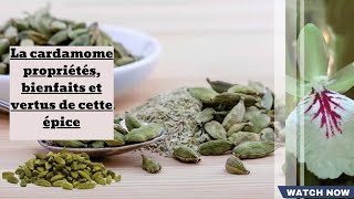 La cardamome  propriétés bienfaits et vertus de cette épice [upl. by Adilen364]