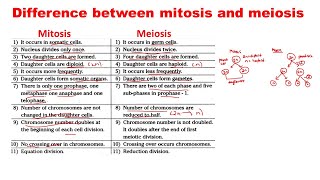 Mitosis vs Meiosis  Differences between Mitosis and Meiosis [upl. by Hanah]