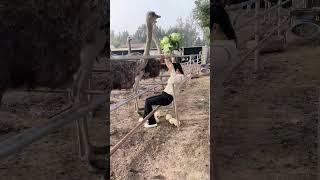 The process of collecting ostrich eggs at an ostrich farm [upl. by Leasim]