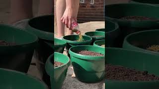 What is the Best Soil for Container Gardening [upl. by Elay346]