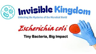 E coli Explained Tiny Bacteria Big Impact [upl. by Arihsaj415]