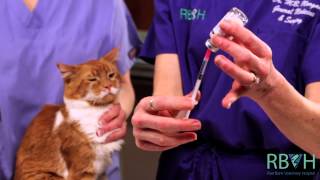 How to Give Your Pet an Injection Under the Skin [upl. by Ettenav]