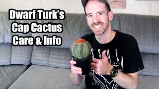 Dwarf Turks Cap Cactus Care amp Info Melocactus matanzanus [upl. by Lorsung165]