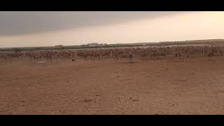 COMMON ELAND waiting for the food [upl. by Brana]