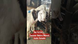 Deonar Bakra Mandi male female new update viral Govandi Mumbai 161124 [upl. by Letniuq]