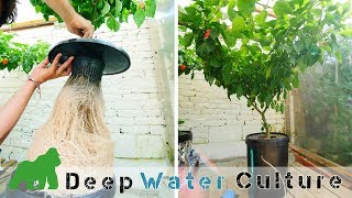 Coltivazione idroponica DWC Deep Water Culture come funziona TUTORIAL [upl. by Woodall]