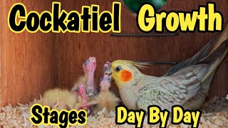 Cockatiel Growth Stages Day By Day [upl. by Alin]