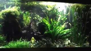 4000L Aquarium mit Salmlern und Skalaren [upl. by Ahsiatal]